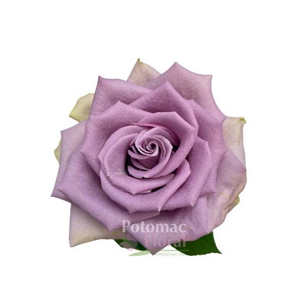 lavender roseさま専用 Rose, Shocking Blue- Lavender, 50 to 60 cm - Potomac Floral